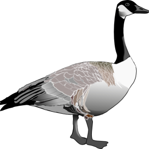 Goose PNG