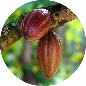 Cacao PNG