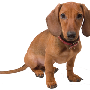 Dachshund PNG
