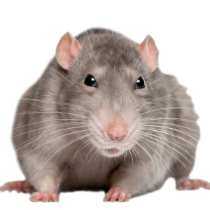 mouse, rat PNG image