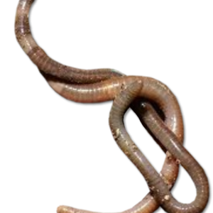 earthworm worm PNG