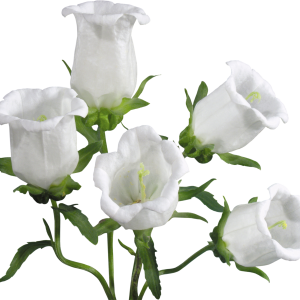 Bellflower PNG