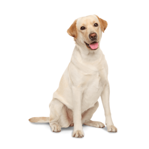 Labrador Retriever PNG