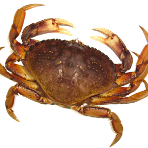 Crab PNG