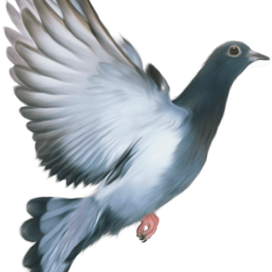 Pigeon PNG