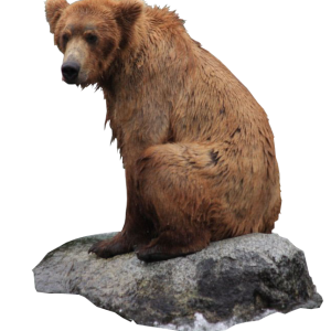 bear PNG