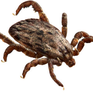 Tick insect PNG