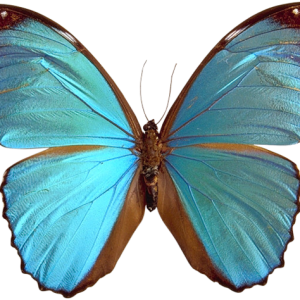 Blue butterfly PNG image