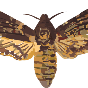 Moth PNG