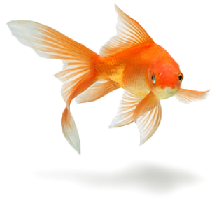 Goldfish PNG