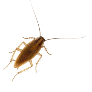 Roach PNG