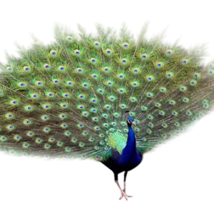Peacock PNG