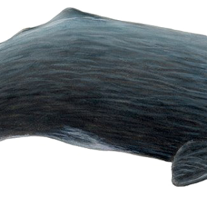 Sperm whale PNG
