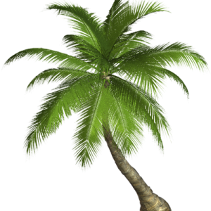Palm tree PNG