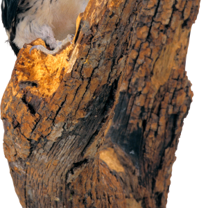 Woodpecker PNG