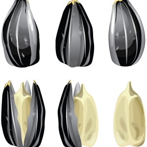 Sunflower seeds PNG