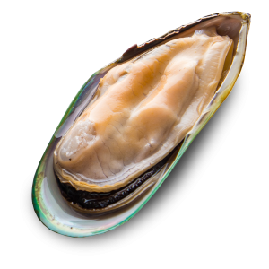 Mussel PNG