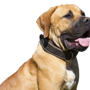 Dog PNG