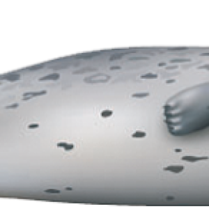 Harbor seal PNG