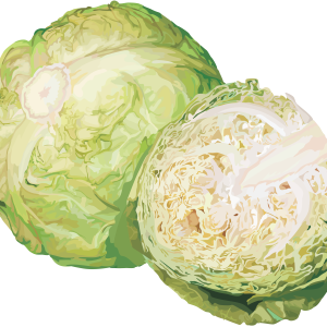 Cabbage PNG