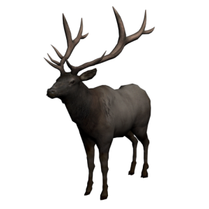 Moose, elk PNG