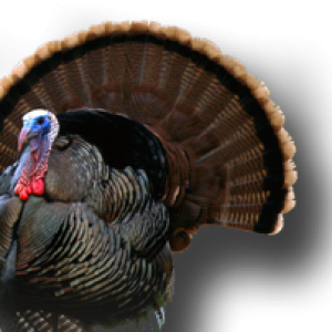 Turkey bird PNG