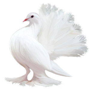 Pigeon PNG