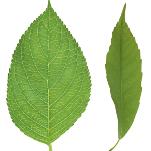 Green leaf PNG