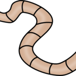 earthworm worm PNG
