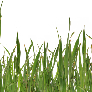 Grass PNG