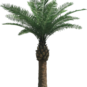 Palm tree PNG