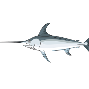 Swordfish PNG