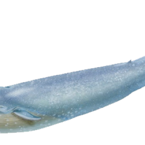 Whale PNG