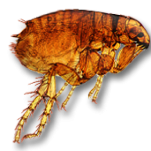 Flea PNG