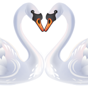 Swan PNG