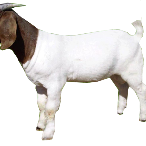 Goat PNG