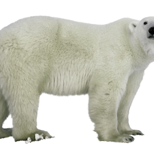 Polar white bear PNG