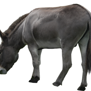 Donkey PNG