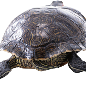 Turtle PNG
