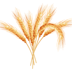 Wheat PNG