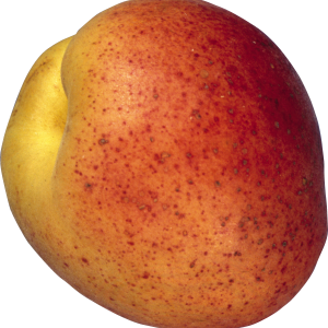 Peach PNG image