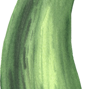 marrow PNG