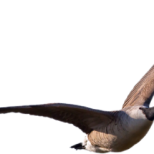 Goose PNG