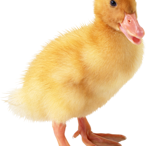 Little duck PNG image