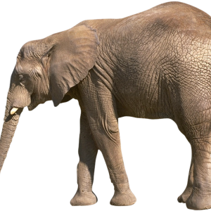 Elephant PNG