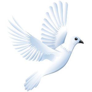 white dove pigeon PNG