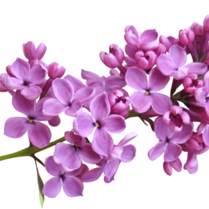Lilac PNG