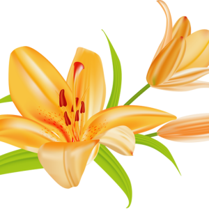 Lilium PNG