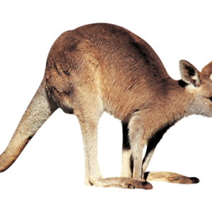 Kangaroo PNG