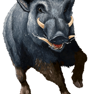 Boar PNG
